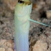 jawfish_yellowhead_sh_nwp_v_0033_tci2478.jpg